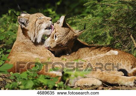 Stock Photography - Two lying lynx . Fotosearch
