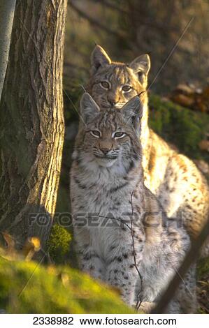 Two lynx in forest, Bavarian Forest National Park, Bavaria, Germany View Large Photo Image Stock Image - Two lynx in forest, Bavarian Forest National Park, Bavaria, Germany . Fotosearch
