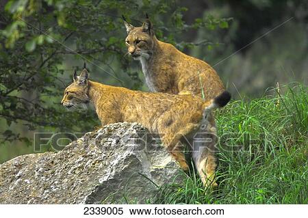 Stock Photography - Two lynx in forest, Bavarian Forest National Park, Bavaria, Germany . Fotosearch