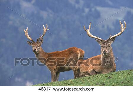 Stock Photo - Two Male Red deer (Cervus elaphus) in field, Bavaria, Germany . Fotosearch