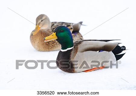 Two mallard ducks (Anas platyrhynchos) sitting in snow, Bavaria, Germany View Large Photo Image Stock Image - Two mallard ducks (Anas platyrhynchos) sitting in snow, Bavaria, Germany . Fotosearch