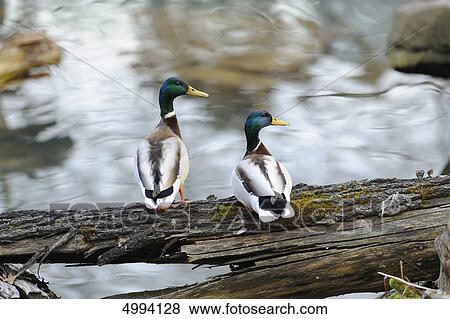 Two Mallards (Anas platyrhynchos) at water View Large Photo Image Stock Photo - Two Mallards (Anas platyrhynchos) at water . Fotosearch