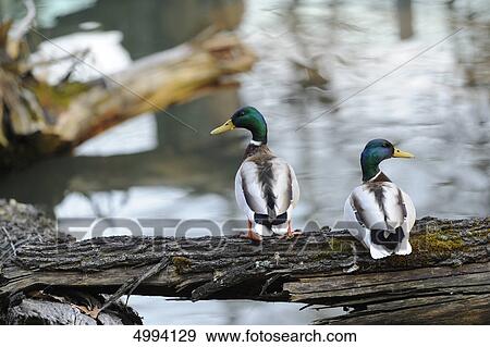 Two Mallards (Anas platyrhynchos) at water View Large Photo Image Stock Photo - Two Mallards (Anas platyrhynchos) at water . Fotosearch
