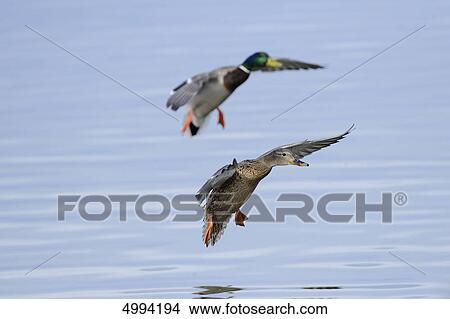 Two Mallards (Anas platyrhynchos) landig in water View Large Photo Image Picture - Two Mallards (Anas platyrhynchos) landig in water . Fotosearch