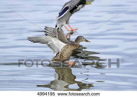 Two Mallards (Anas platyrhynchos) landig in water View Large Photo Image Stock Photography - Two Mallards (Anas platyrhynchos) landig in water . Fotosearch
