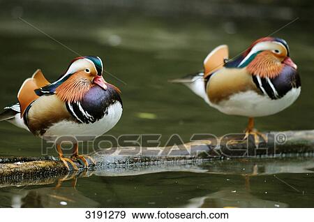 Stock Photo - Two Mandarin Ducks (Aix galericulata) sitting on tree trunk, zoological garden of Augsburg, Germany . Fotosearch