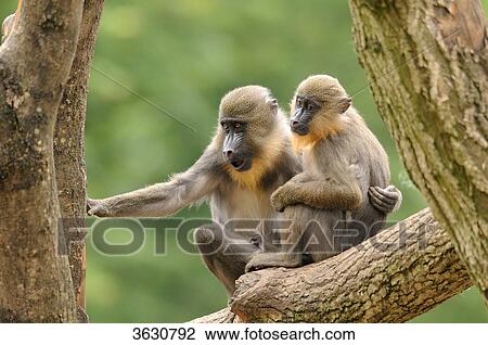 Two Mandrills (Mandrillus sphinx) on a tree trunk View Large Photo Image Stock Image - Two Mandrills (Mandrillus sphinx) on a tree trunk . Fotosearch