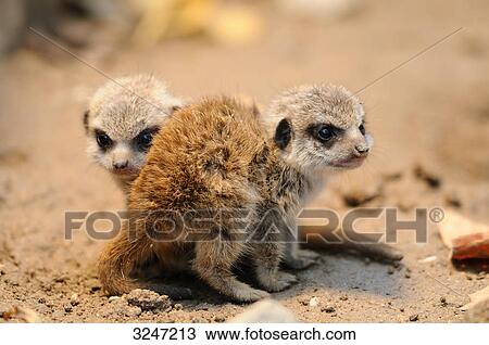 Two Meerkat puppies, close-up View Large Photo Image Stock Image - Two Meerkat puppies, close-up . Fotosearch