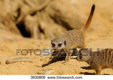 Stock Photograph - Two meerkats (Suricata suricatta) in sand . Fotosearch