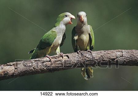 Stock Image - Two Monk Parakeets (Myiopsitta monachus) perching on branch, Mato Grosso, Brazil . Fotosearch