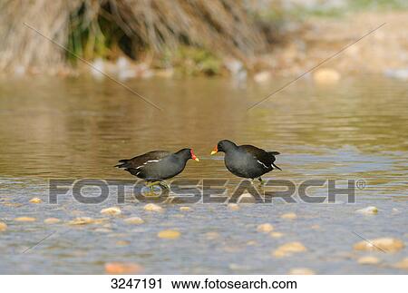Two moorhens (Gallinula chloropus) standing in water, Catalonia, Spain View Large Photo Image Stock Image - Two moorhens (Gallinula chloropus) standing in water, Catalonia, Spain . Fotosearch
