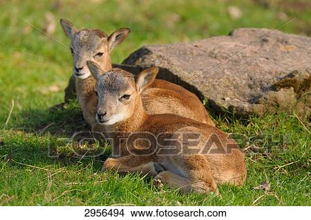 Two Mufflons (Ovis orientalis orientalis) lying on a meadow, Bavaria, Germany View Large Photo Image Picture - Two Mufflons (Ovis orientalis orientalis) lying on a meadow, Bavaria, Germany . Fotosearch