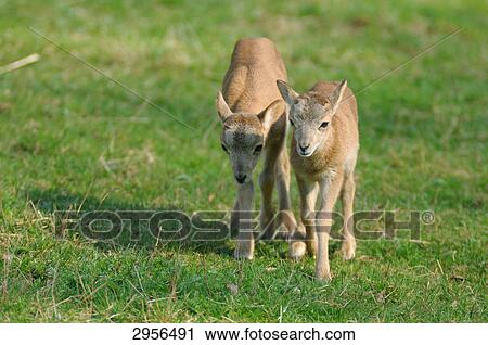 Two Mufflons (Ovis orientalis orientalis) on meadow, Bavaria, Germany View Large Photo Image Stock Image - Two Mufflons (Ovis orientalis orientalis) on meadow, Bavaria, Germany . Fotosearch