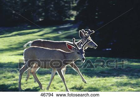 Two Mule deer (Odocoileus hemonius) walking in forest, Great Basin National Park, Arizona, USA View Large Photo Image Picture - Two Mule deer (Odocoileus hemonius) walking in forest, Great Basin National Park, Arizona, USA . Fotosearch
