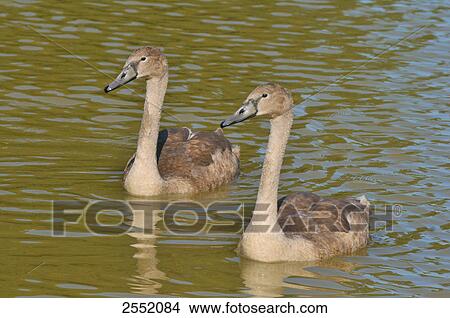 Picture - Two Mute Swans (Cygnus olor) floating on water . Fotosearch