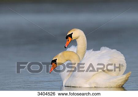 Two Mute swans (Cygnus olor) swimming, Franconia, Germany View Large Photo Image Stock Photograph - Two Mute swans (Cygnus olor) swimming, Franconia, Germany . Fotosearch
