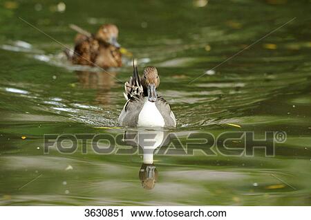 Two Northern Pintails (Anas acuta) swimming on water View Large Photo Image Stock Image - Two Northern Pintails (Anas acuta) swimming on water . Fotosearch