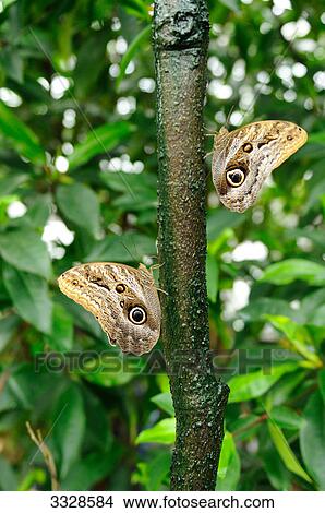 Two Owl butterflies (Caligo eurilochus) on a branch, side view View Large Photo Image Picture - Two Owl butterflies (Caligo eurilochus) on a branch, side view . Fotosearch