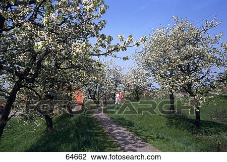 Two people walking in orchard View Large Photo Image Stock Image - Two people walking in orchard . Fotosearch