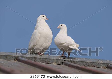 Two pigeons on a roof, close-up View Large Photo Image Stock Image - Two pigeons on a roof, close-up . Fotosearch
