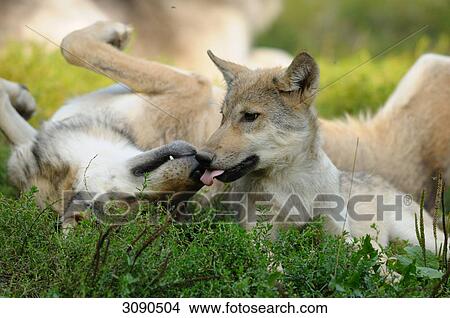 Two playing wolf cubs (Canis lupus), Bavarian Forest, Germany View Large Photo Image Picture - Two playing wolf cubs (Canis lupus), Bavarian Forest, Germany . Fotosearch