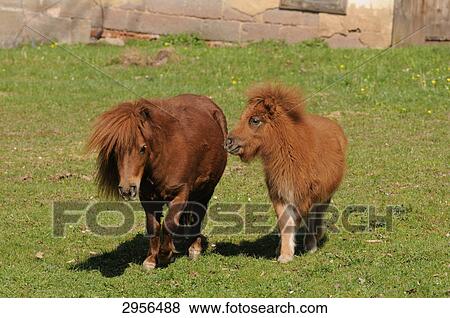 Two Ponies (Equus caballus) on a meadow View Large Photo Image Stock Photo - Two Ponies (Equus caballus) on a meadow . Fotosearch
