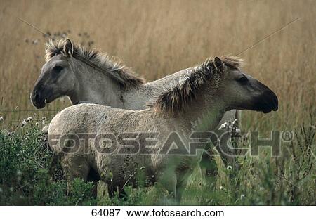 Two Przewalski's horses (Equus ferus przewalskii) standing in field View Large Photo Image Stock Photo - Two Przewalski's horses (Equus ferus przewalskii) standing in field . Fotosearch