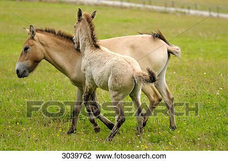 Two Przewalski's wild horses (Equus przewalskii) playing with each other, Bavarian Forest, Germany View Large Photo Image Stock Image - Two Przewalski's wild horses (Equus przewalskii) playing with each other, Bavarian Forest, Germany . Fotosearch