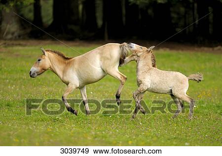 Two Przewalski's wild horses, Equus przewalskii, Bavarian Forest, Germany View Large Photo Image Stock Photo - Two Przewalski's wild horses, Equus przewalskii, Bavarian Forest, Germany . Fotosearch