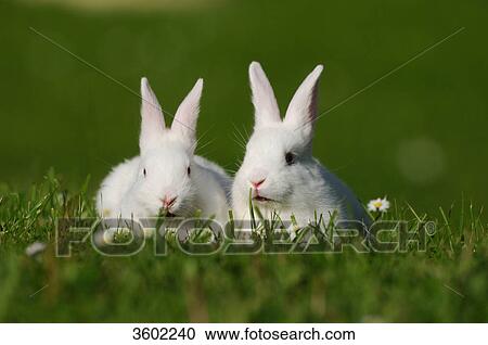 Stock Image - Two rabbits on a meadow . Fotosearch