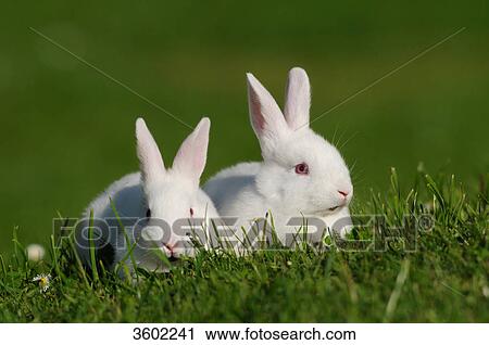 Two rabbits on a meadow View Large Photo Image Stock Image - Two rabbits on a meadow . Fotosearch