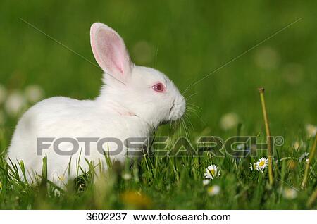 Stock Photo - Two rabbits on a meadow . Fotosearch