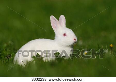 Two rabbits on a meadow View Large Photo Image Stock Photo - Two rabbits on a meadow . Fotosearch