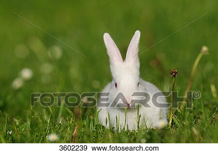 Two rabbits on a meadow View Large Photo Image Stock Photo - Two rabbits on a meadow . Fotosearch