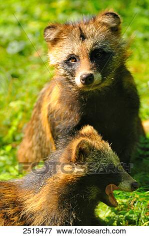 Stock Photo - Two Raccoon dogs (Nyctereutes procyonoides) in field . Fotosearch