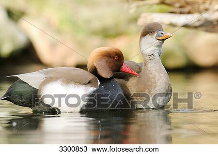 Stock Image - Two Red-crested Pochards (Netta rufina) on the water, side view . Fotosearch