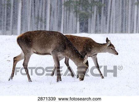 Stock Photo - Two Red deer (Cervus elaphus) in forest, Franconia, Bavaria, Germany . Fotosearch