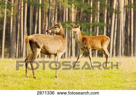 Stock Photograph - Two Red deer (Cervus elaphus) in forest, Franconia, Bavaria, Germany . Fotosearch