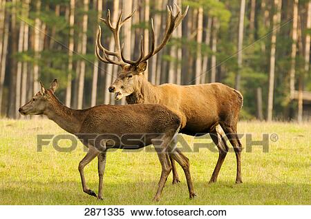 Two Red deer (Cervus elaphus) in forest, Franconia, Bavaria, Germany View Large Photo Image Stock Photography - Two Red deer (Cervus elaphus) in forest, Franconia, Bavaria, Germany . Fotosearch