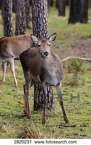 Two Red deer (Cervus elaphus) standing in forest, Bavaria, Germany View Large Photo Image Stock Image - Two Red deer (Cervus elaphus) standing in forest, Bavaria, Germany . Fotosearch