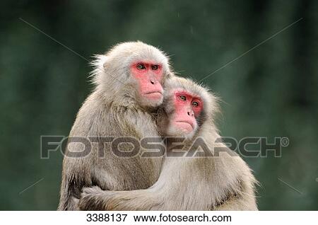Stock Photo - Two Red-faced makaks (Macaca fuscata) embracing each other . Fotosearch