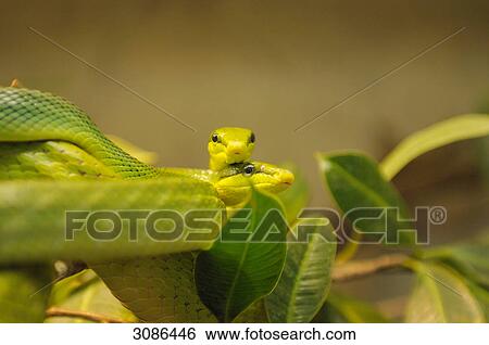 Two Red-tailed Green Ratsnakes (Gonyosoma oxycephalum), close-up View Large Photo Image Stock Photograph - Two Red-tailed Green Ratsnakes (Gonyosoma oxycephalum), close-up . Fotosearch