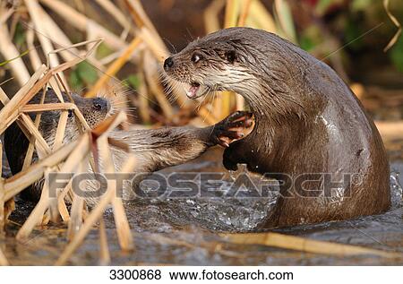 Two river otters (Lutra lutra) at waterside, side view View Large Photo Image Stock Photo - Two river otters (Lutra lutra) at waterside, side view . Fotosearch