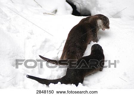 Two River Otters (Lutra lutra) fighting in snow, Bavarian Forest National Park, Bavaria, Germany View Large Photo Image Stock Image - Two River Otters (Lutra lutra) fighting in snow, Bavarian Forest National Park, Bavaria, Germany . Fotosearch