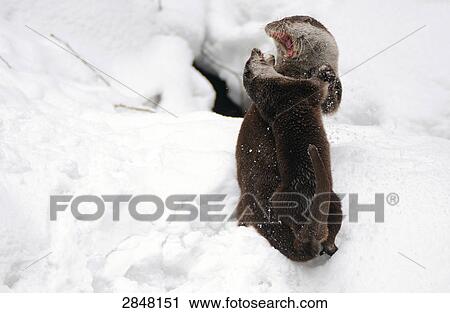 Stock Image - Two River Otters (Lutra lutra) fighting in snow, Bavarian Forest National Park, Bavaria, Germany . Fotosearch