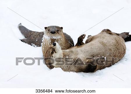 Picture - Two river otters (Lutra lutra) playing in the snow, Bavaria, Germany . Fotosearch