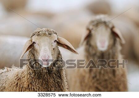 Two sheep (Ovis aries), flock in the background, close-up  View Large Photo Image Stock Photography - Two sheep (Ovis aries), flock in the background, close-up . Fotosearch