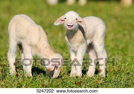 Stock Image - Two sheep (Ovis orientalis aries) on a meadow, Bavaria, Germany . Fotosearch