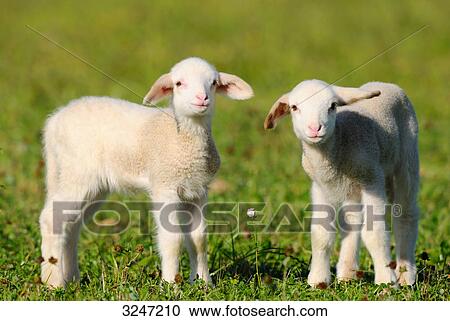 Stock Image - Two sheep (Ovis orientalis aries) on a meadow, Bavaria, Germany . Fotosearch