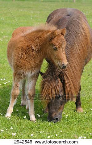 Two Shetland ponies, full shot View Large Photo Image Stock Photograph - Two Shetland ponies, full shot . Fotosearch